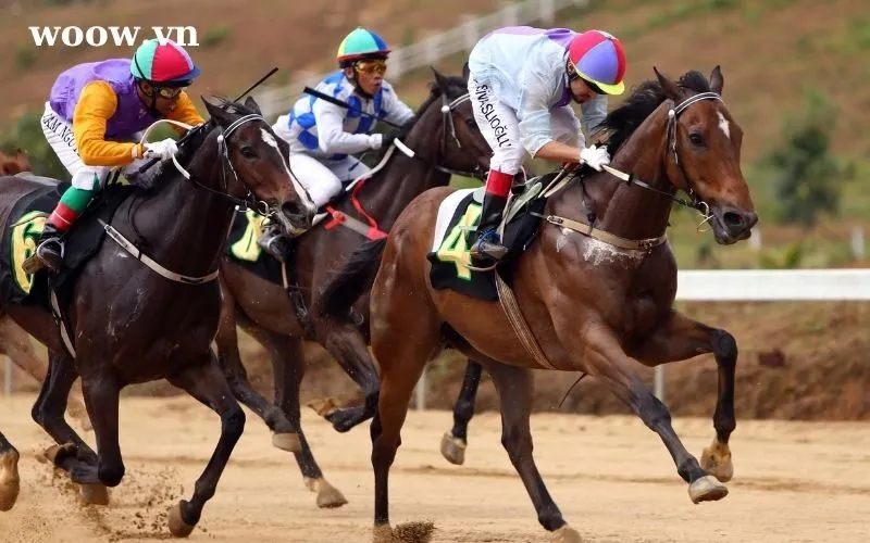 Cá cược đua ngựa hợp pháp