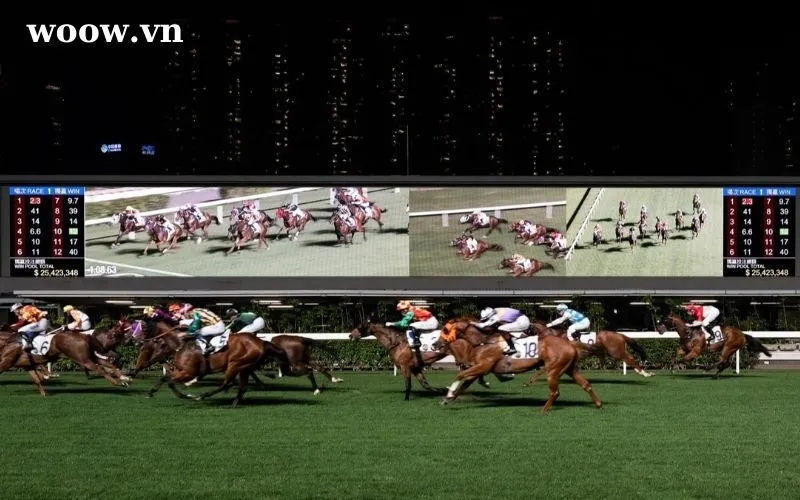 Cá cược đua ngựa hợp pháp